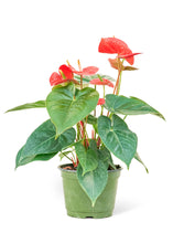 Load image into Gallery viewer, Anthurium &#39;Red Flamingo&#39;, Medium
