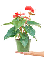 Load image into Gallery viewer, Anthurium &#39;Red Flamingo&#39;, Medium
