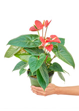 Load image into Gallery viewer, Anthurium &#39;Red Flamingo&#39;, Medium
