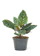 Load image into Gallery viewer, Calathea &#39;Pinstripe&#39;, Medium
