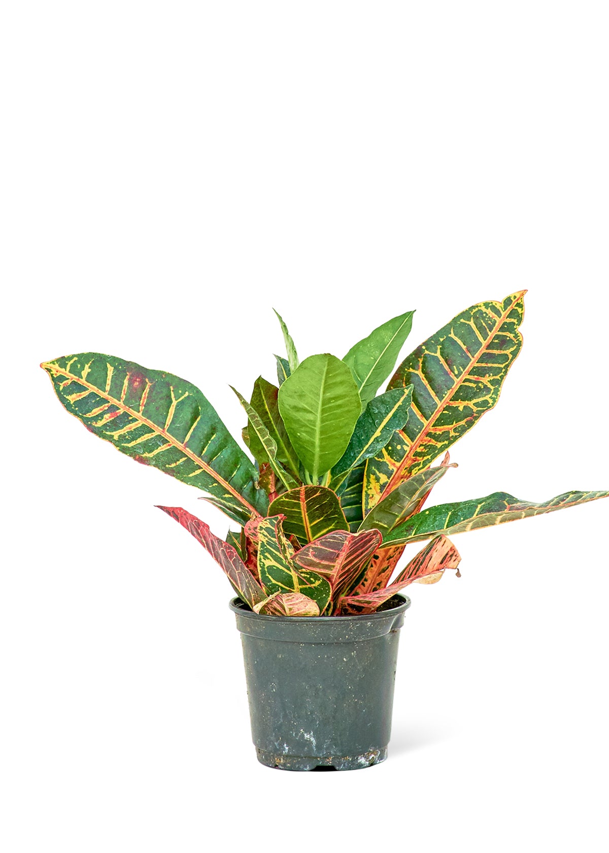 Croton 'Petra', Medium – ROOTS Houseplant Shop