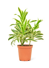 Load image into Gallery viewer, Dracaena &#39;Song of India&#39;, Medium
