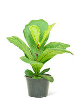 Load image into Gallery viewer, Fiddle Leaf Fig, Medium

