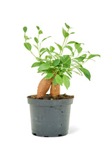 Load image into Gallery viewer, Ficus &#39;Ginseng&#39;, Medium
