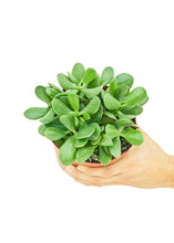 Load image into Gallery viewer, Jade Plant, Medium
