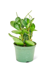 Load image into Gallery viewer, Baby Rubber Plant, Medium
