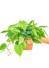 Load image into Gallery viewer, Sweetheart Philodendron, Medium
