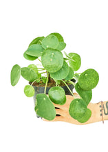 Load image into Gallery viewer, Chinese Money Plant, Medium
