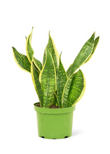 Load image into Gallery viewer, Snake Plant &#39;Laurentii&#39;, Medium
