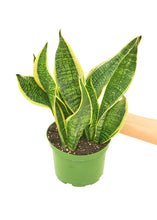 Load image into Gallery viewer, Snake Plant &#39;Laurentii&#39;, Medium
