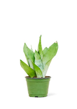 Load image into Gallery viewer, Moonshine Snake Plant, Medium
