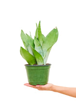 Load image into Gallery viewer, Moonshine Snake Plant, Medium
