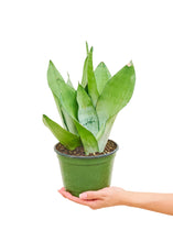 Load image into Gallery viewer, Moonshine Snake Plant, Medium
