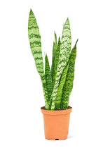 Load image into Gallery viewer, Snake Plant &#39;Zeylanica&#39;, Medium
