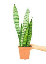 Load image into Gallery viewer, Snake Plant &#39;Zeylanica&#39;, Medium
