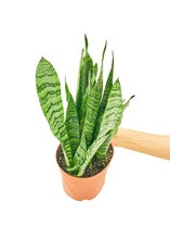 Load image into Gallery viewer, Snake Plant &#39;Zeylanica&#39;, Medium
