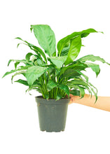 Load image into Gallery viewer, Peace Lily, Medium
