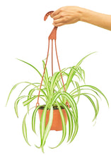 Load image into Gallery viewer, Spider Plant, Medium
