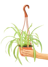 Load image into Gallery viewer, Spider Plant, Medium
