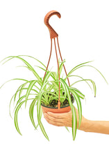 Load image into Gallery viewer, Spider Plant, Medium
