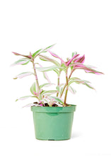 Load image into Gallery viewer, Tradescantia &#39;Nanouk&#39;, Medium
