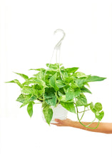 Load image into Gallery viewer, Pothos &#39;Marble Queen&#39;, Large
