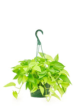 Load image into Gallery viewer, Neon Pothos, Large
