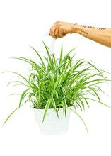 Load image into Gallery viewer, Spider Plant &#39;Reverse&#39;, Large
