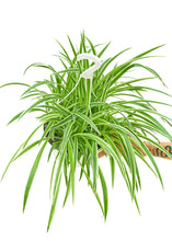 Load image into Gallery viewer, Spider Plant &#39;Reverse&#39;, Large
