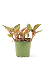 Load image into Gallery viewer, Jewel Orchid &#39;Discolor&#39;, Small
