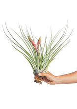 Load image into Gallery viewer, Giant Air Plant
