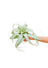 Load image into Gallery viewer, King of Air Plants, Medium
